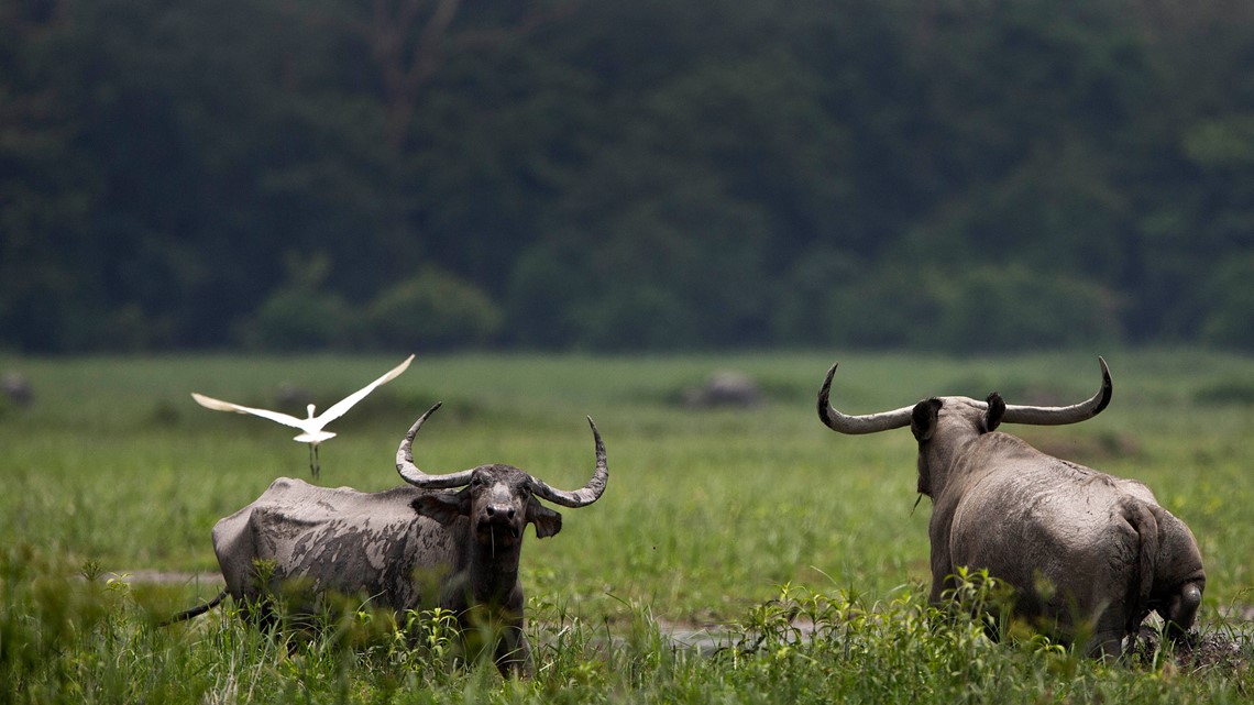 asian-water-buffalo-stolen-killed-in-plaquemines-parish-wwltv