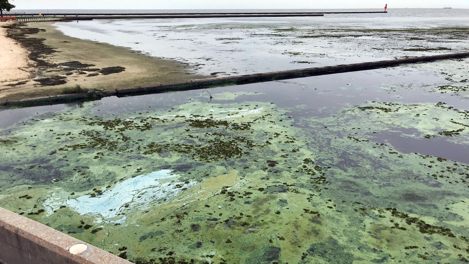 The Lake Pontchartrain Basin Foundation has taken samples of this algae to determine if it's toxic
