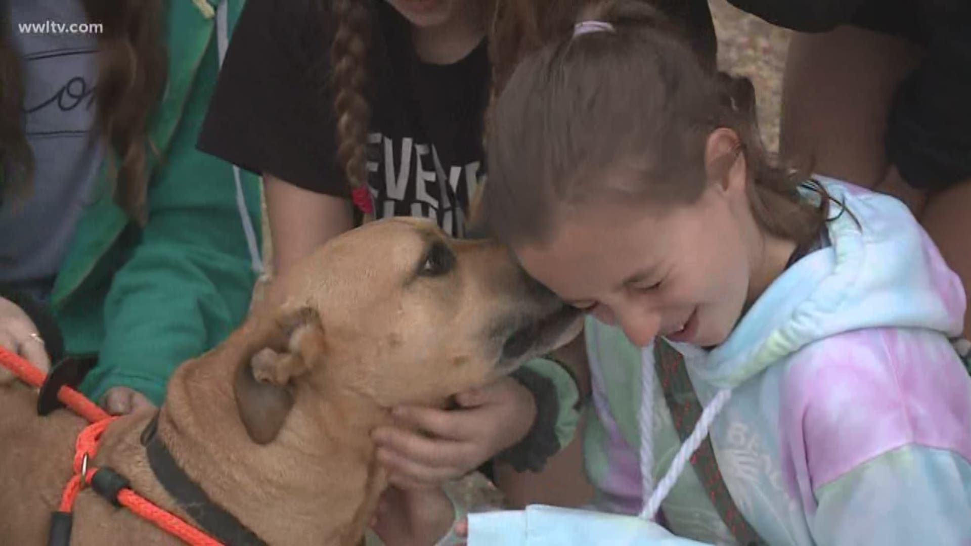 After 'Pit Bulls & Parolees' New Orleans shelter floods, fans walk dogs,  donate blankets