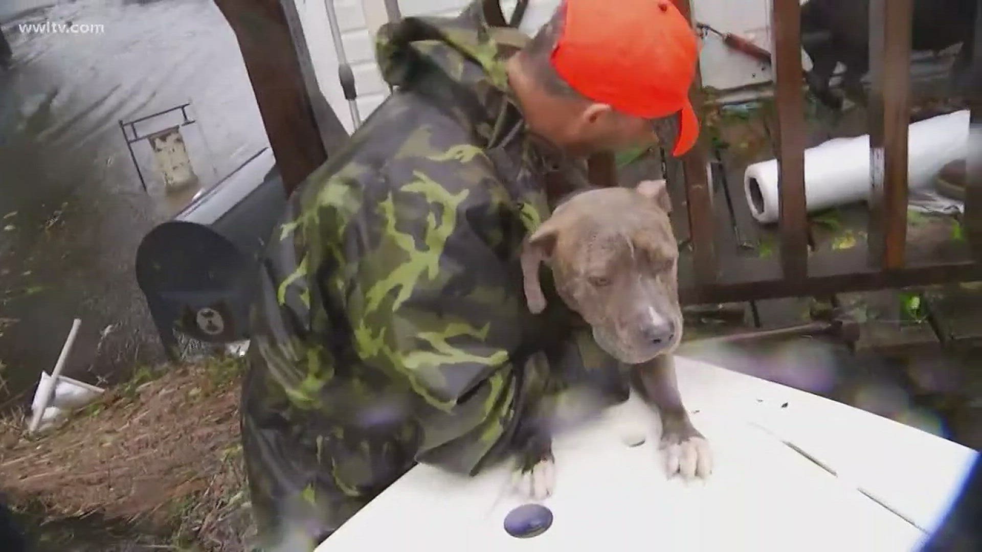 People aren't the only ones who suffer in storms. Sometimes pets can get left behind.