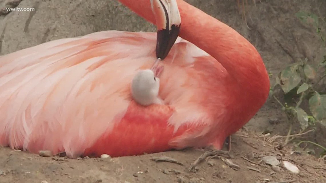 Audubon Zoo opens with new restrictions