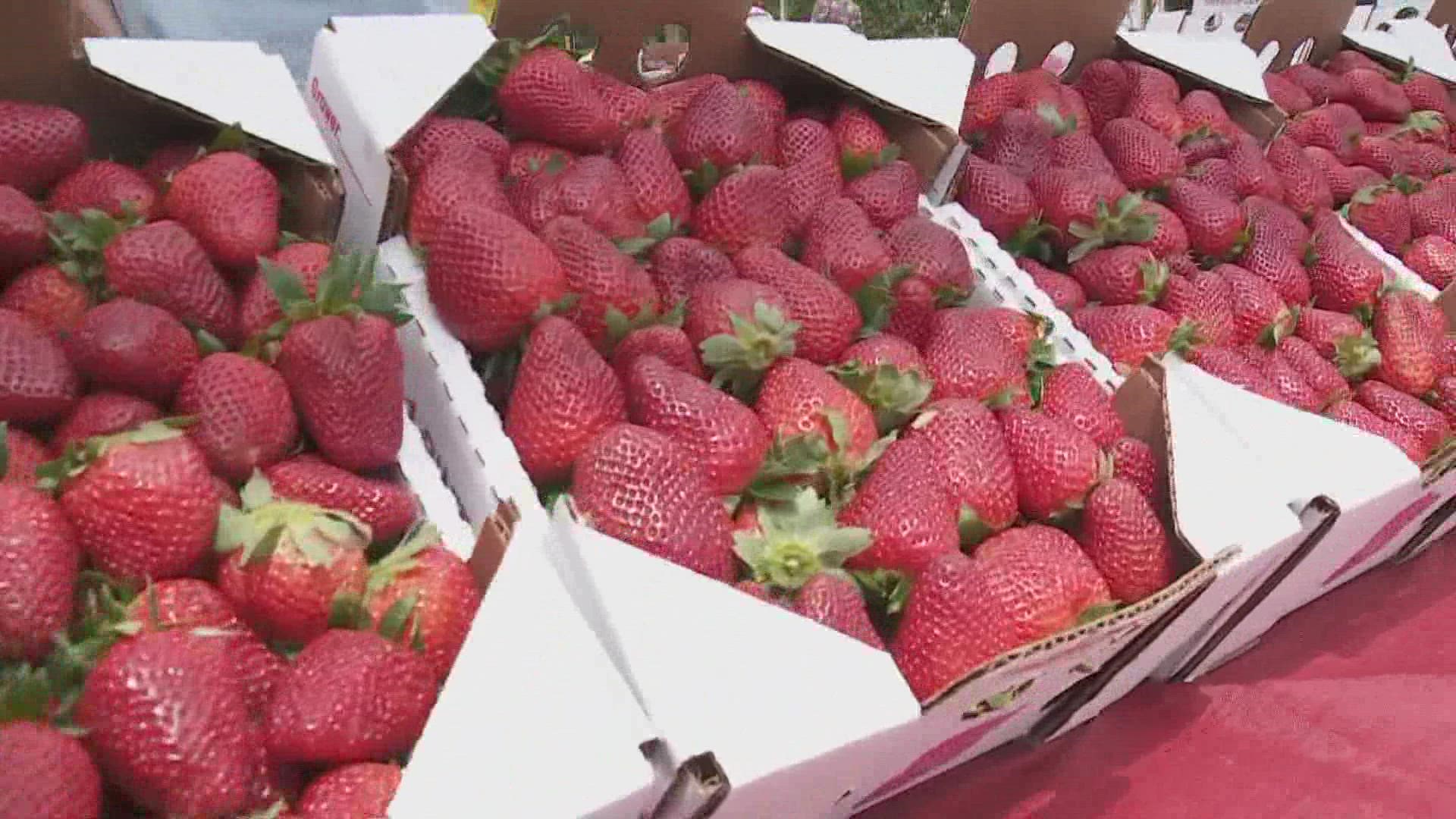 Candese Charles previews the return of the Strawberry Festival, which is celebrating its 50th anniversary.
