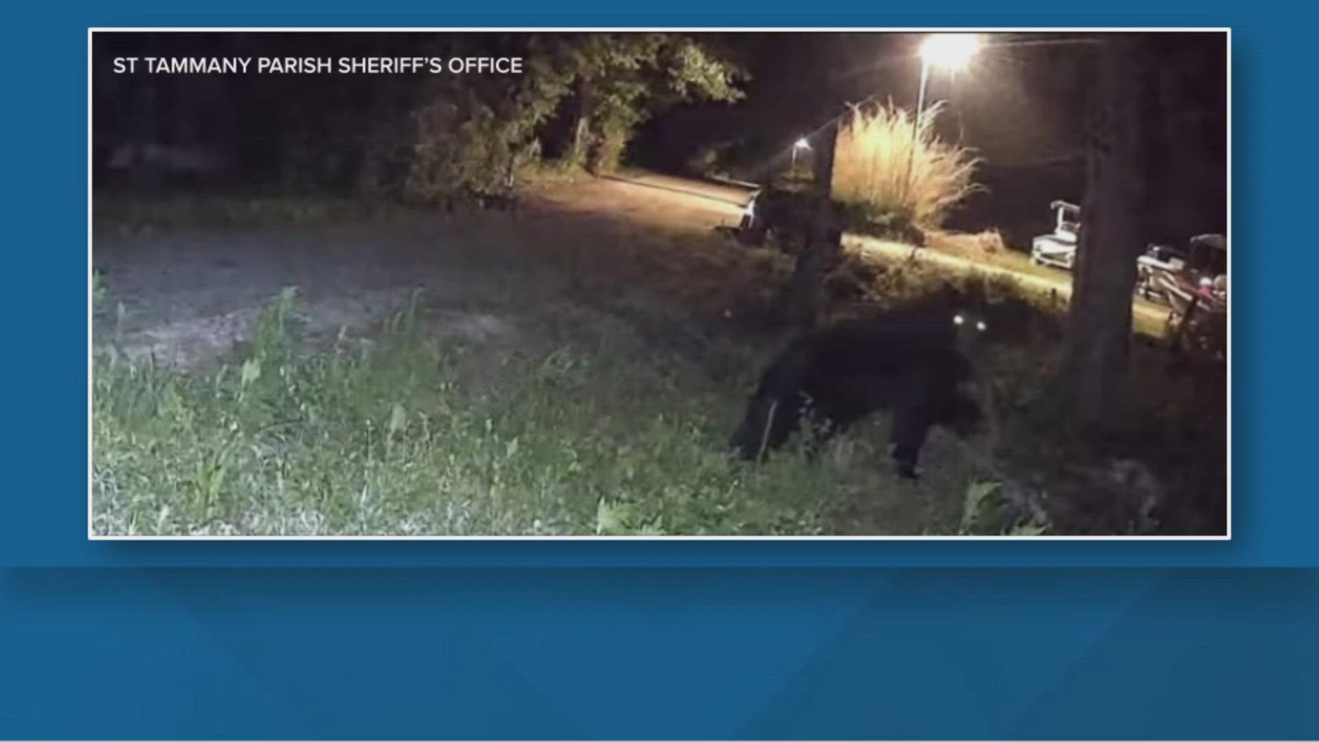Wildlife agents said they are using a trap baited with donuts to try to get it down, but so far the bear is still on the loose.