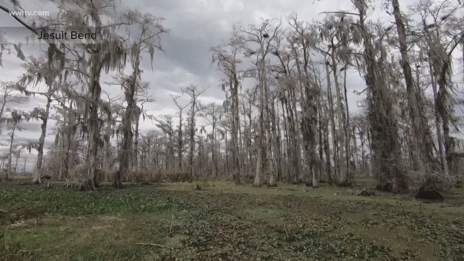 Private companies have invested tens of millions of dollars building “mitigation banks,” critical marsh restoration projects to help save the fragile Louisiana coast