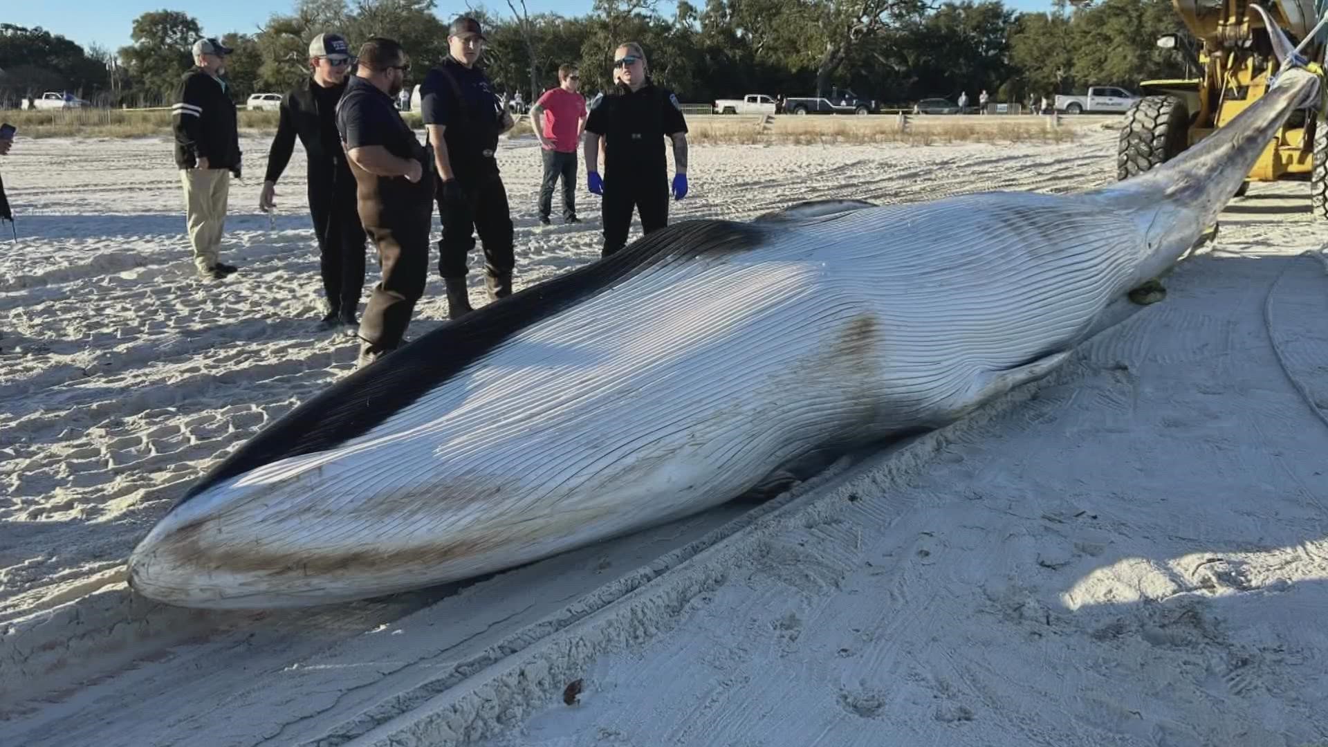 “They live in the wild. Only two or three have ever been recovered in the Gulf,” said President and Executive Director of IMMS Dr. Moby Solangi.