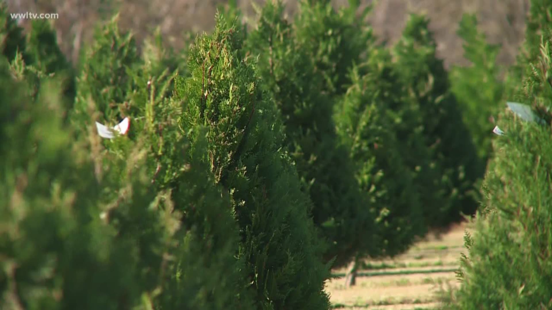 Some people saw they prefer artificial trees over real ones, but how are the tree crops doing locally since some nationally are warning there are fewer.