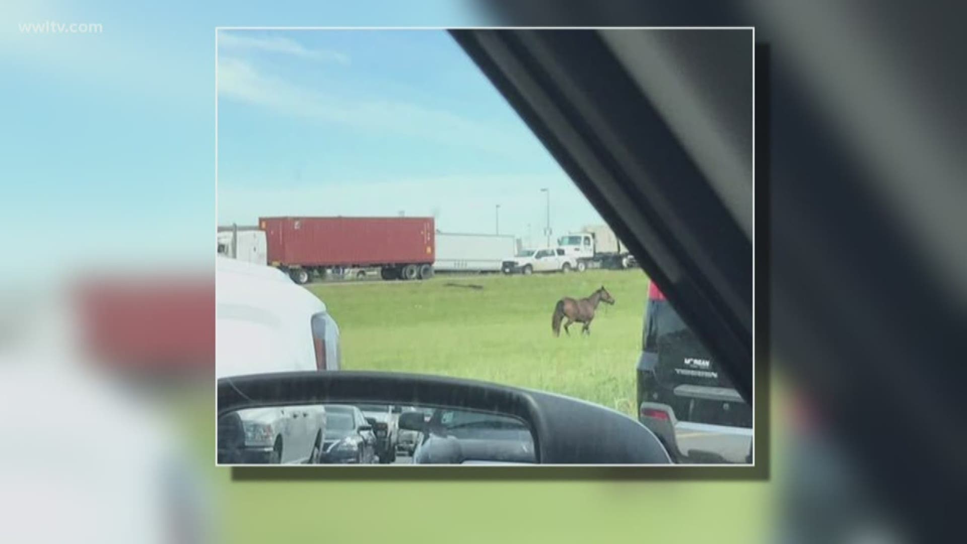 Horses on the loose cause delays on I-10 near Gonzales outlet mall | 0