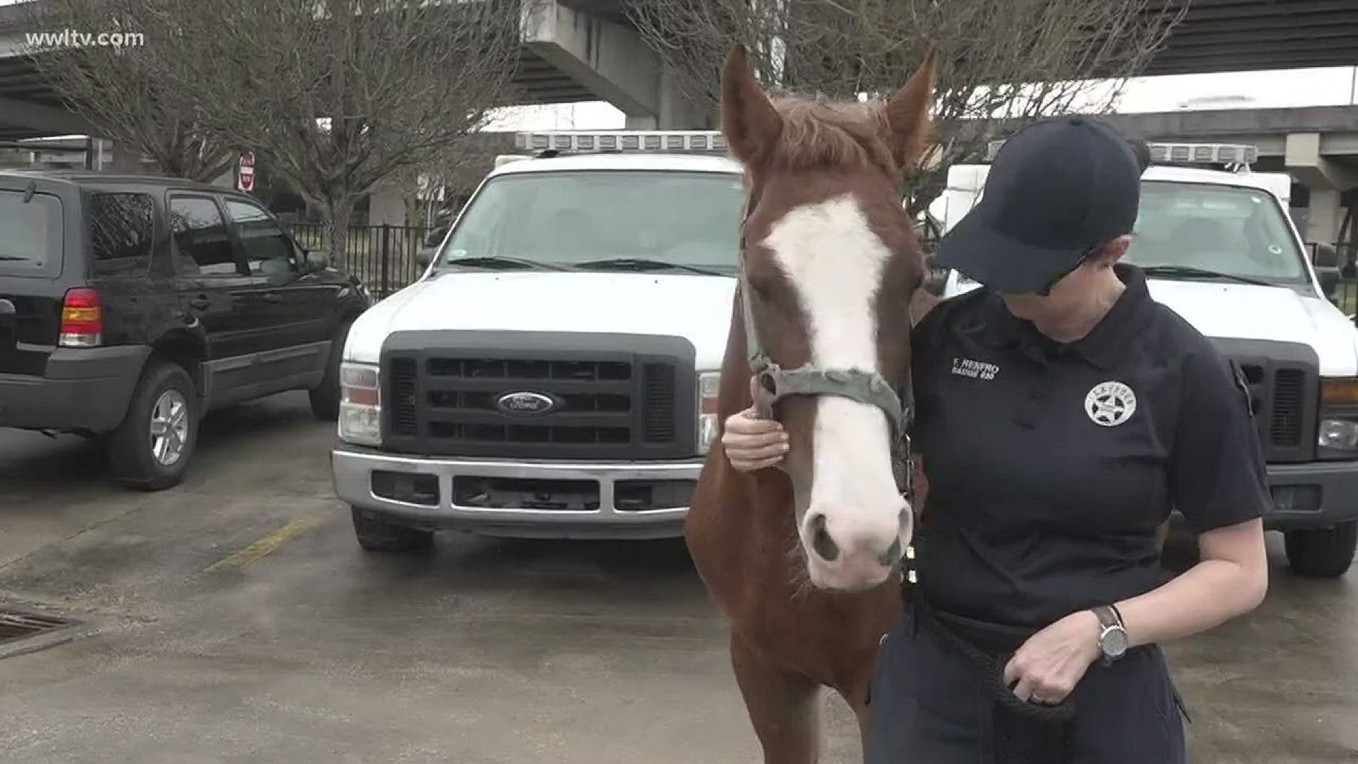 The horse seen getting punched and kicked by its rider in a now viral video is in the custody of the LASPCA.