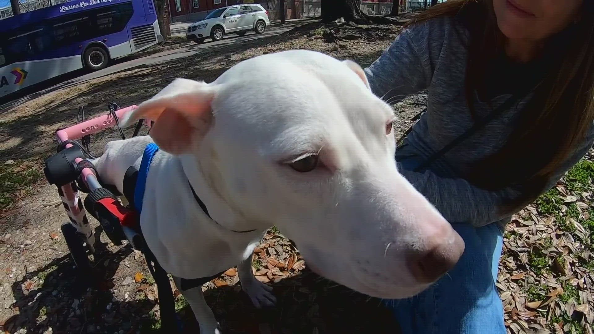 Just a few days ago, the determination of a small group of women began to show results with one young, very injured, dog. WWL Louisiana’s Meg Farris with the story.