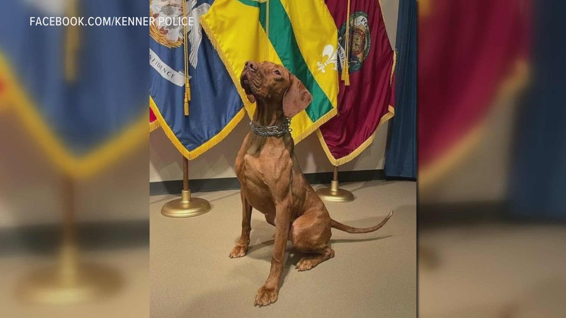 Kenner PD adds a new K9 officer to their department.