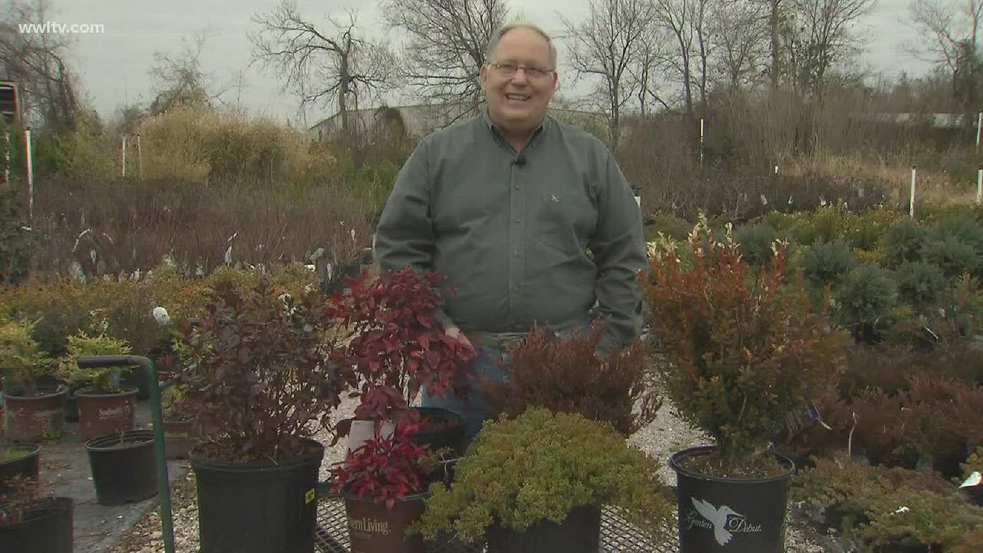 Horticulturist Dan Gill explains why some evergreen plants turn various colors after particularly bad freezes.