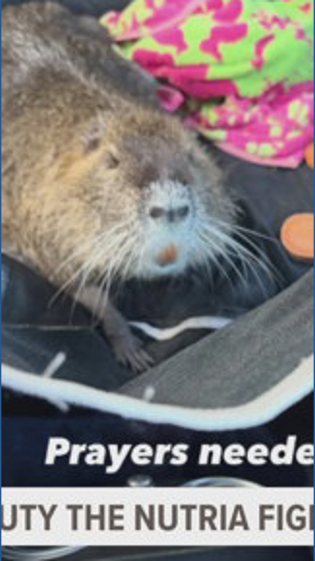 Neuthia Neuty the Nutria Battles 'Aggressive' Cancer in Louisiana | wwltv.com