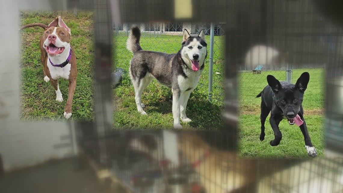 'Best Rescue in Show' jefferson parish pet rescue event - Vimarsana News
