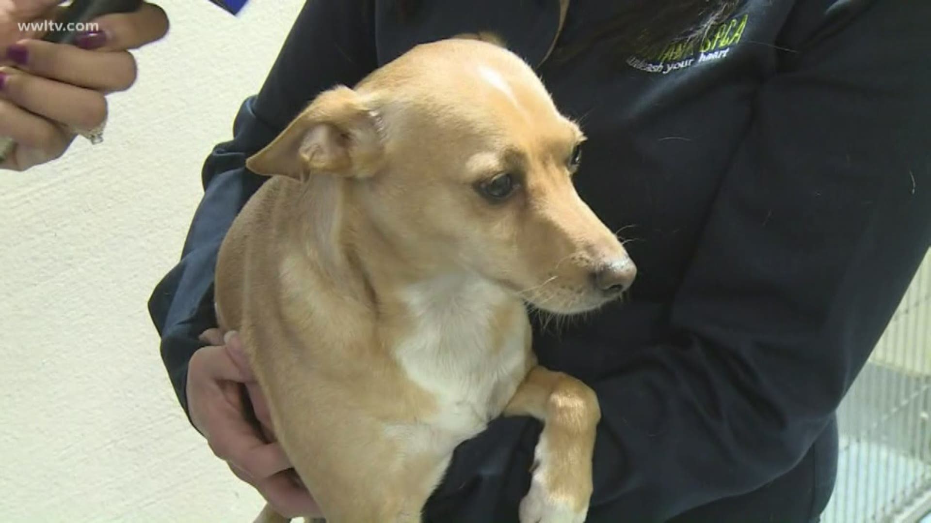 Plaquemines Parish Animal Shelter reopens under LSPCA expansion | wwltv.com