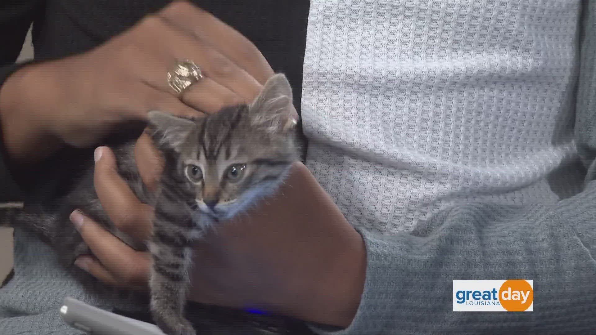 The Northshore Humane Society stops by with some things you should think about before you adopt a cat.