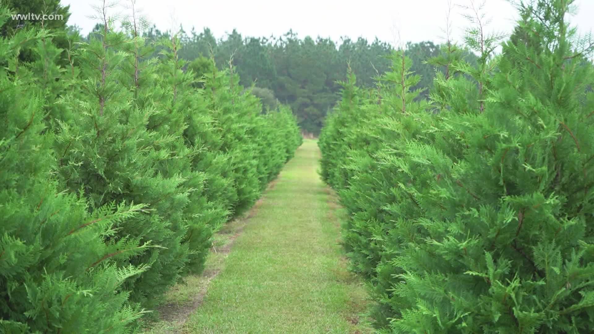 Northshore Christmas tree farm opens for holiday season