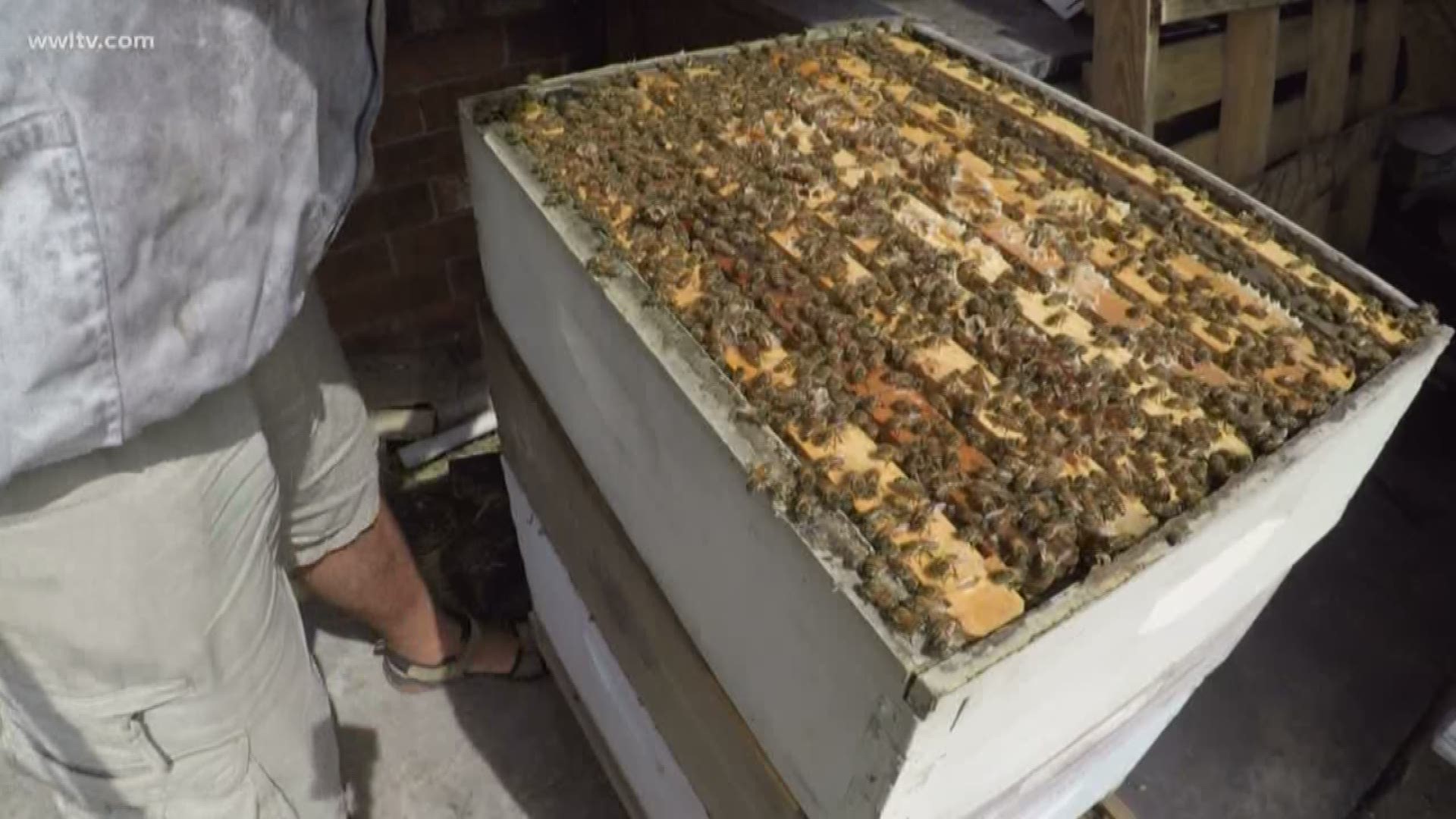 Chef Kevin Belton caught up with local beekeeper, David Young, to see how he turned his home into something sweeter than produce.
