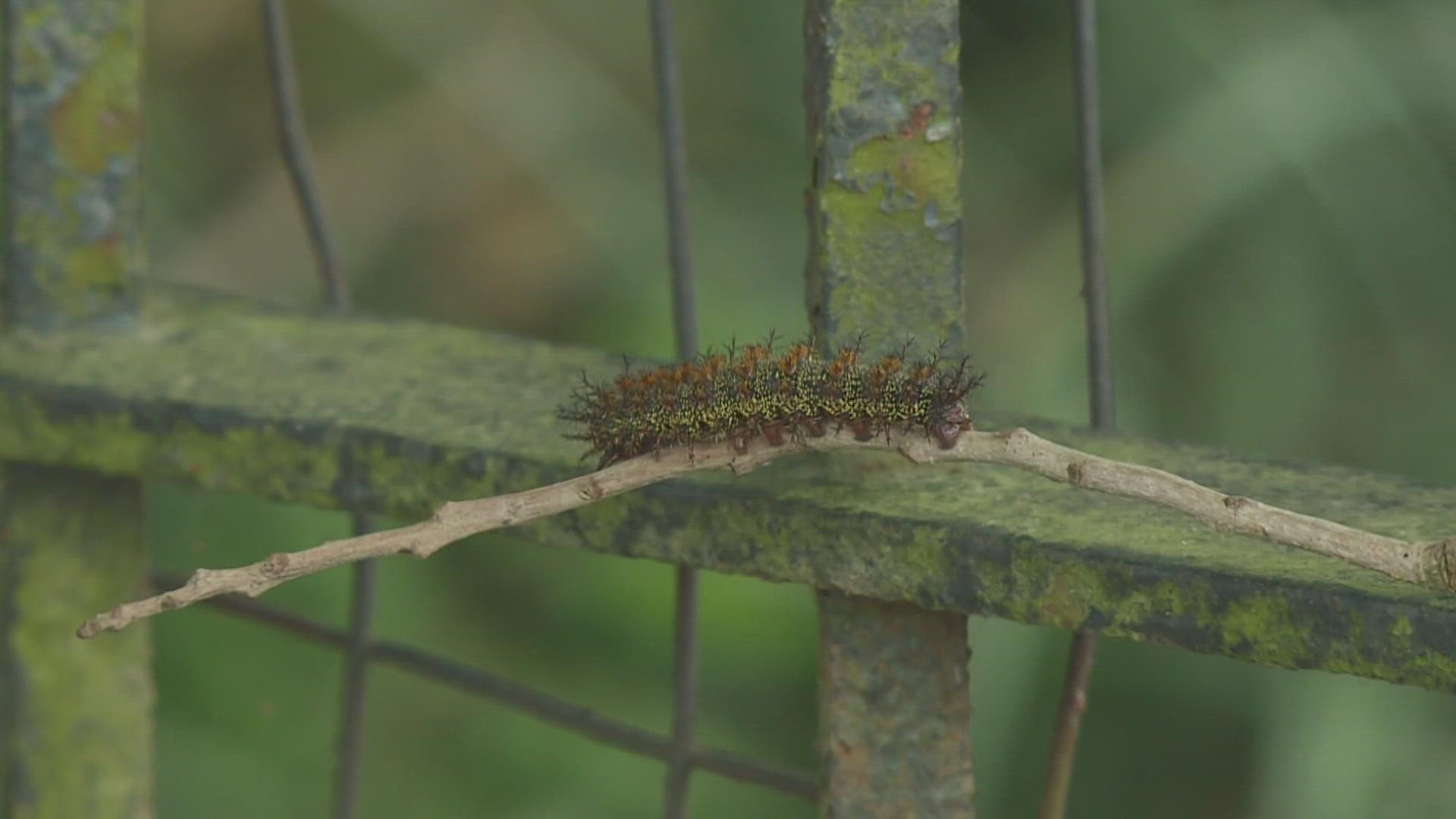 Springtime in the city means the return of the Buck Moth caterpillars.