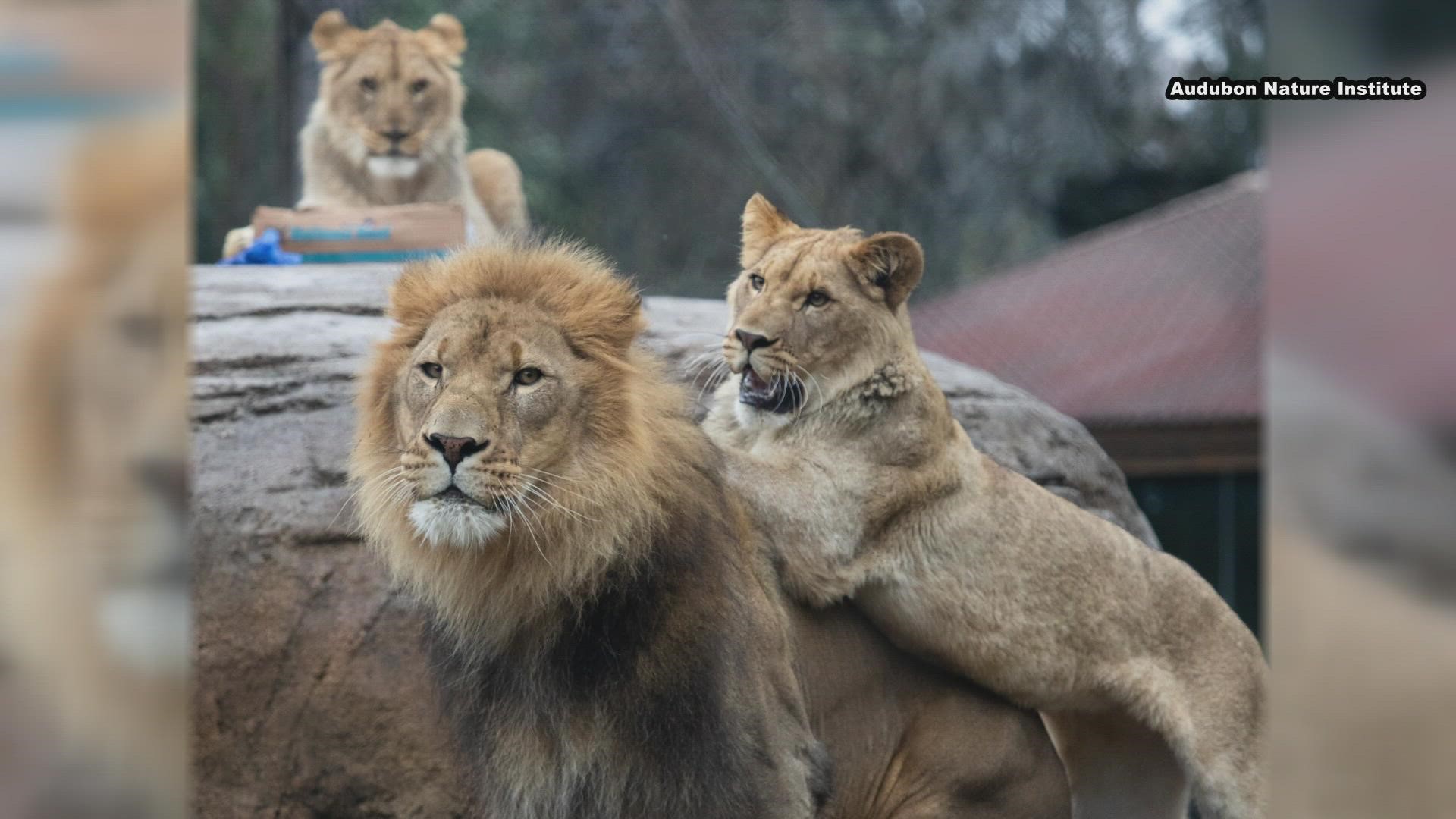 The Audubon Zoo announced that three of their lions have contracted the coronavirus it is unknown how they got it but the zoo is watching them.