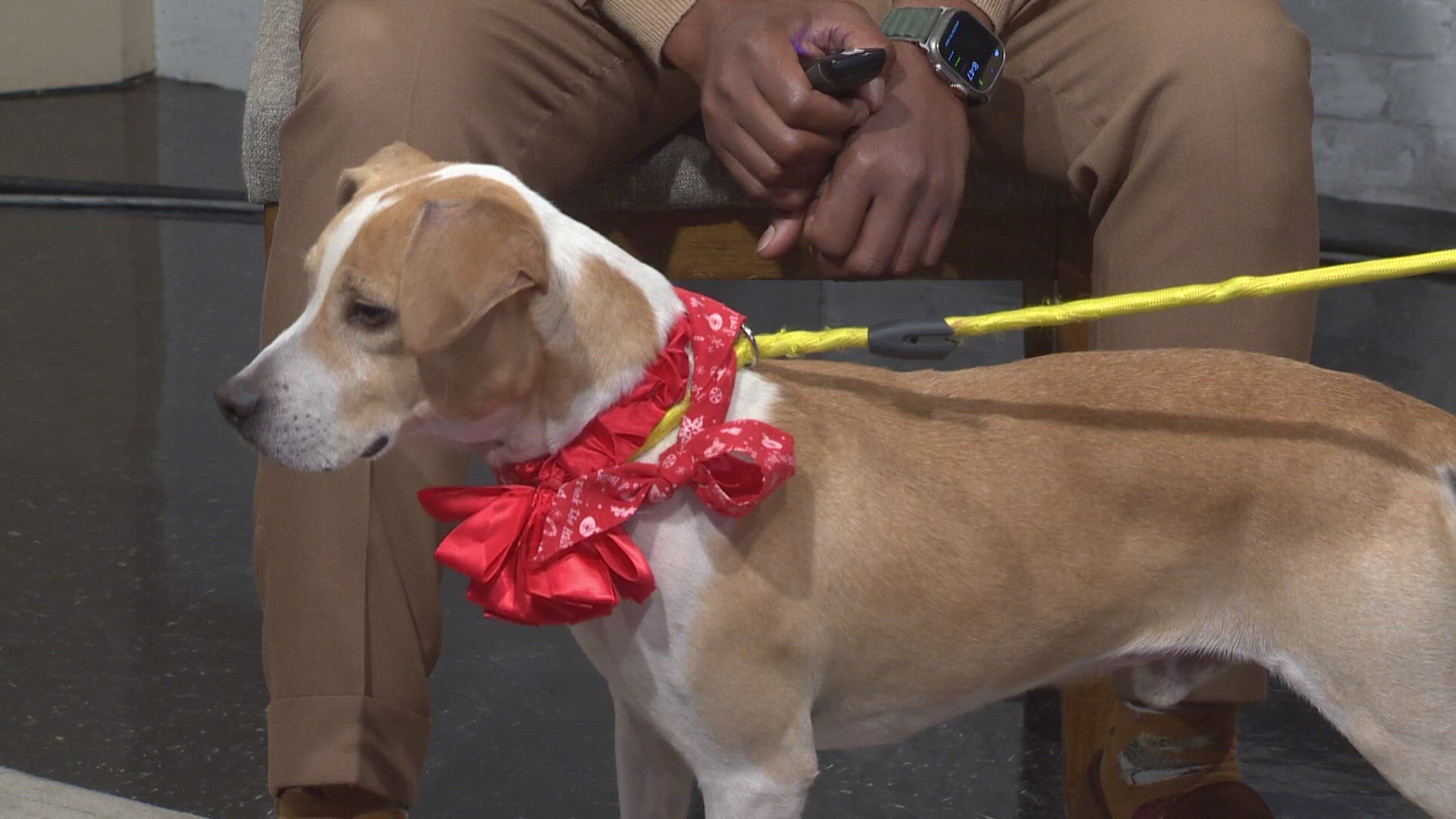 wwltv.com - Chris McCrory - Check your dog food: A recall has been issued in 14 states for plastic found in popular packages of food