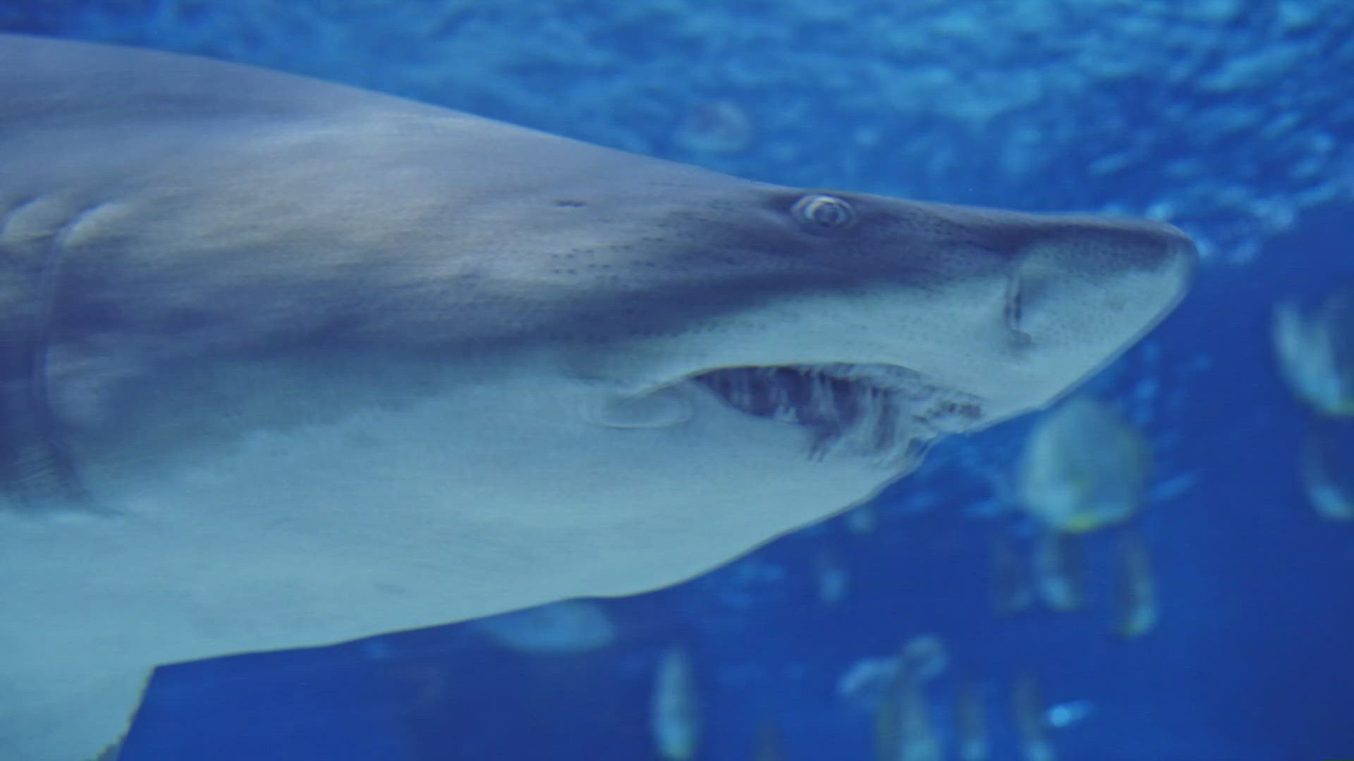 Experts provide tips on how to lower your chances of being approached by a shark.