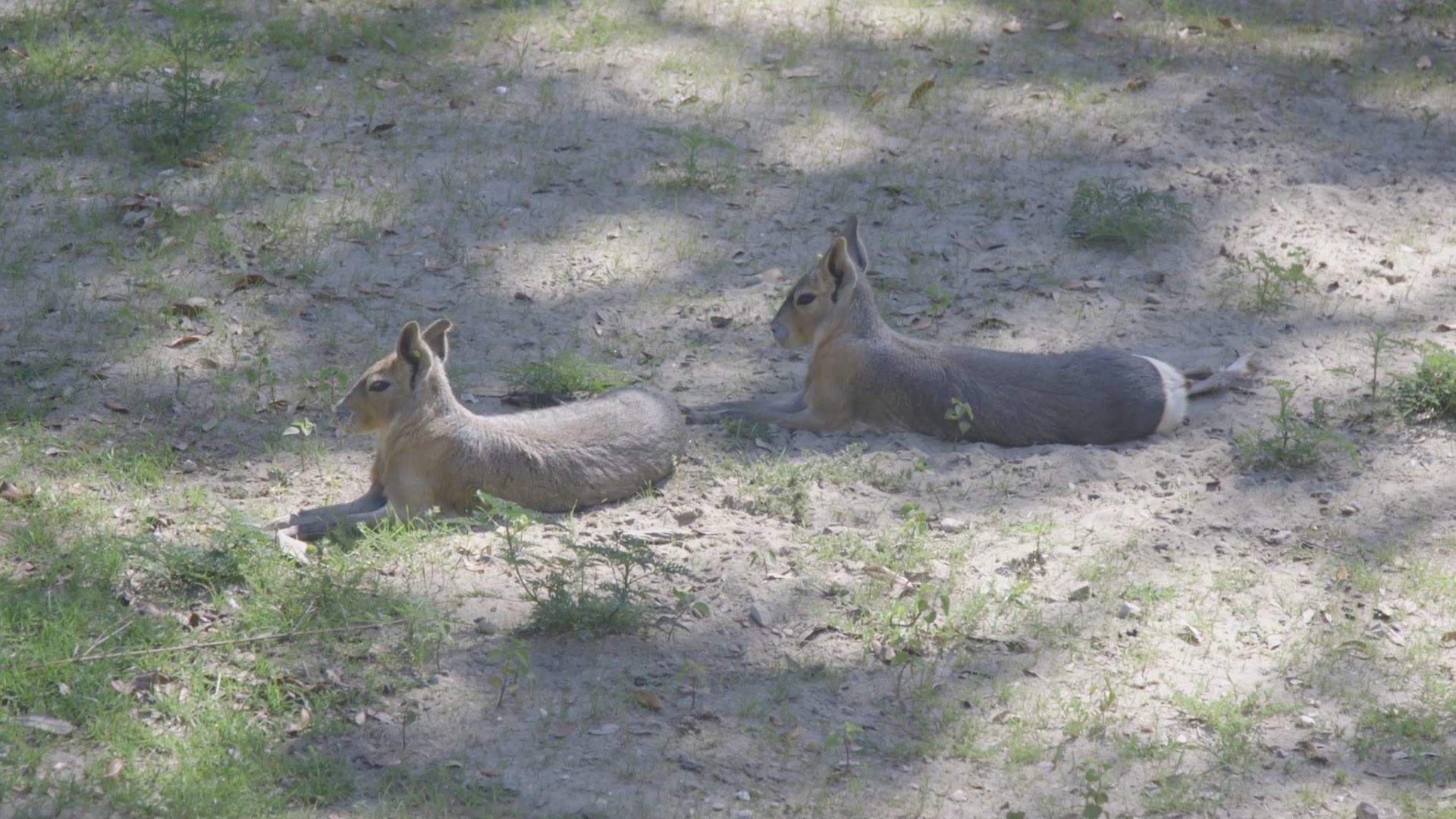 Audubon Zoo recently welcomed a trio of young Patagonian cavies - one of the largest species of rodent in the world - to the South America habitat near the new Jaguar Jungle exhibit expansion.