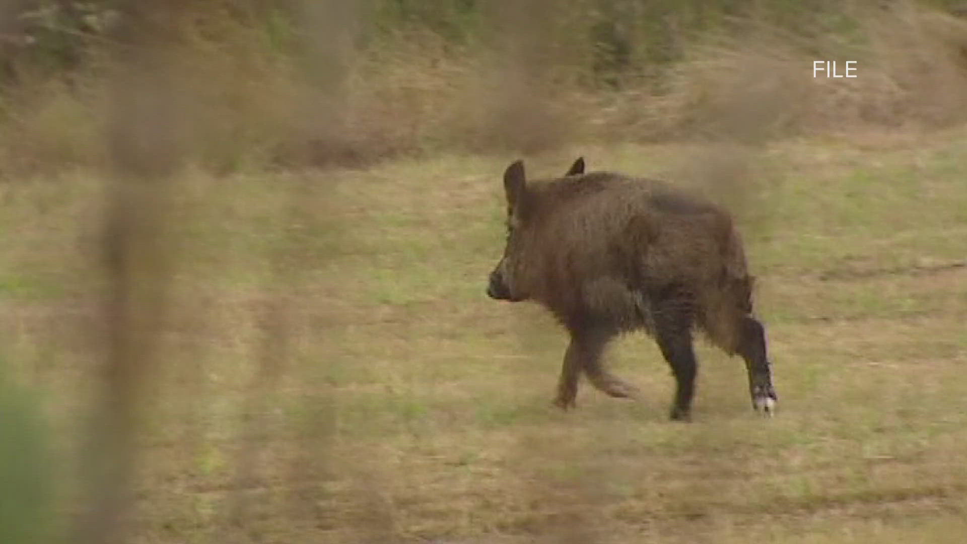 There are more reports of wild hog sightings in St. Charles Parish, created some hazards.