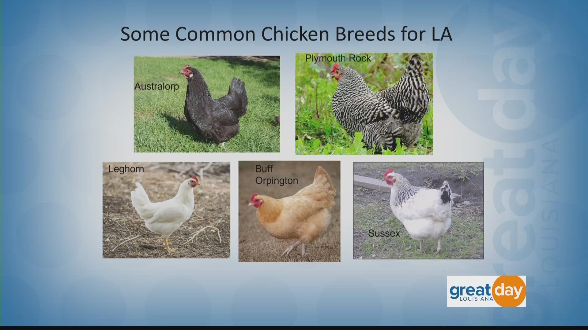 The LSU AgCenter talks about what's required to raise your own chickens.