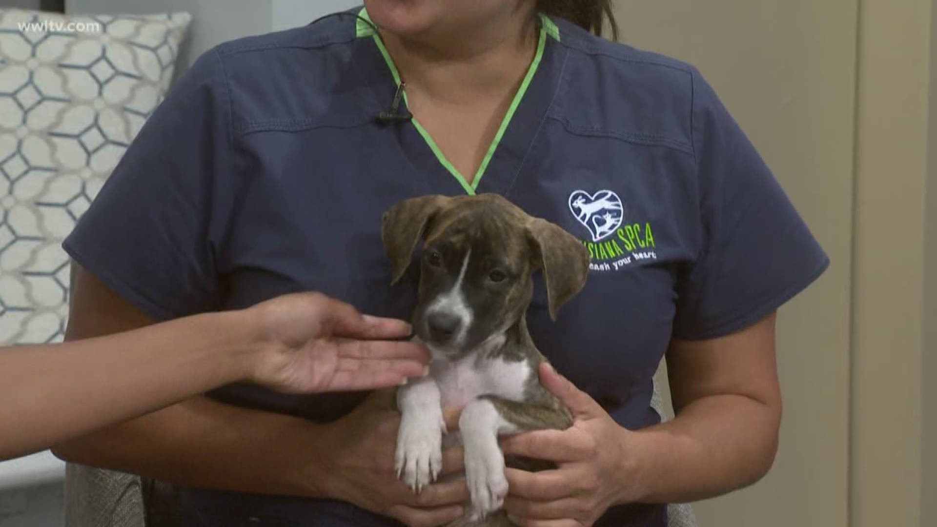 Sarah Gautreaux with the LASPCA brings in a friend to help pass on the important message of Heartworms  how you  to prevent them in your furry family member.