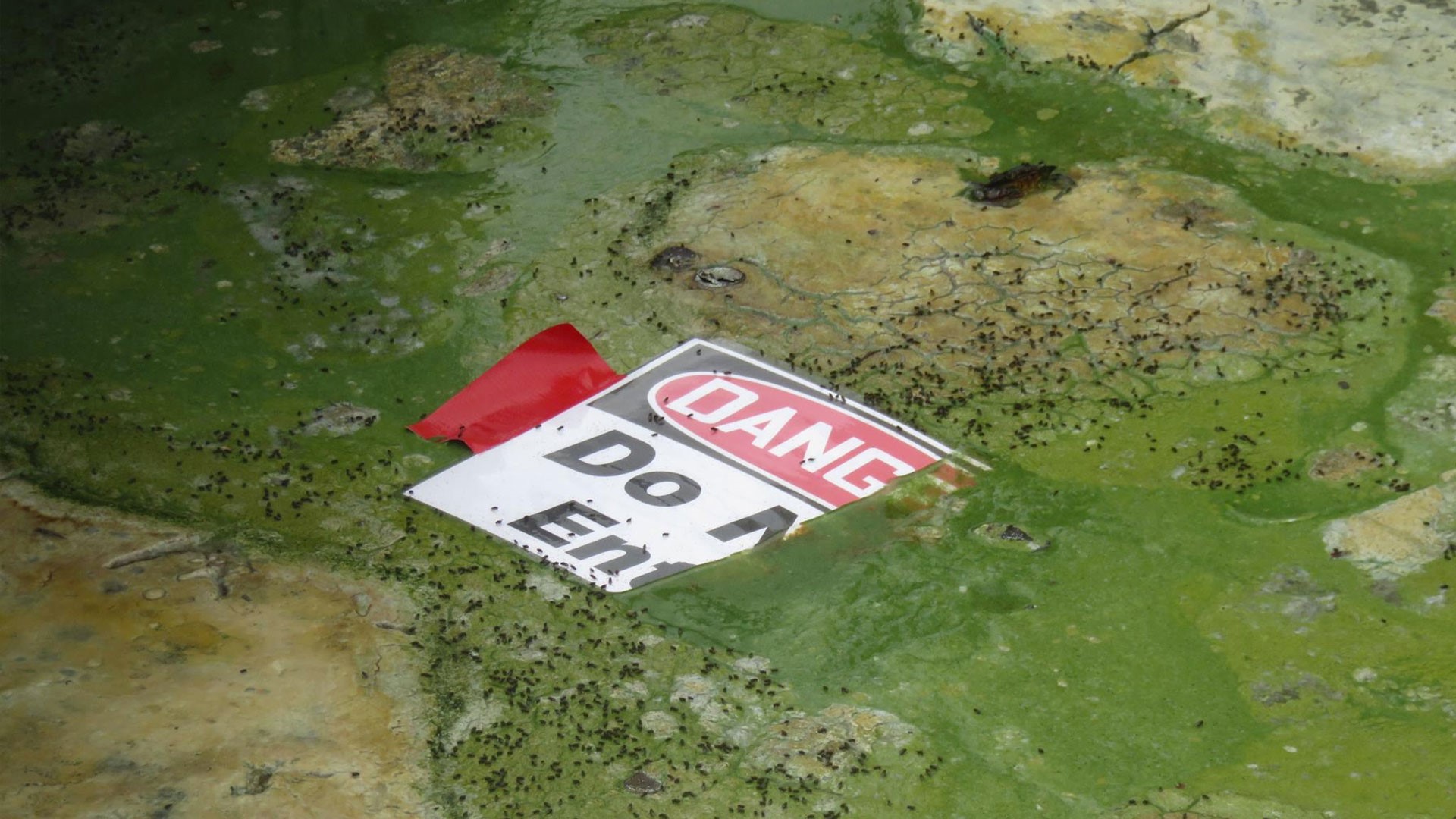 Health advisory for algae bloom on Lake Pontchartrain