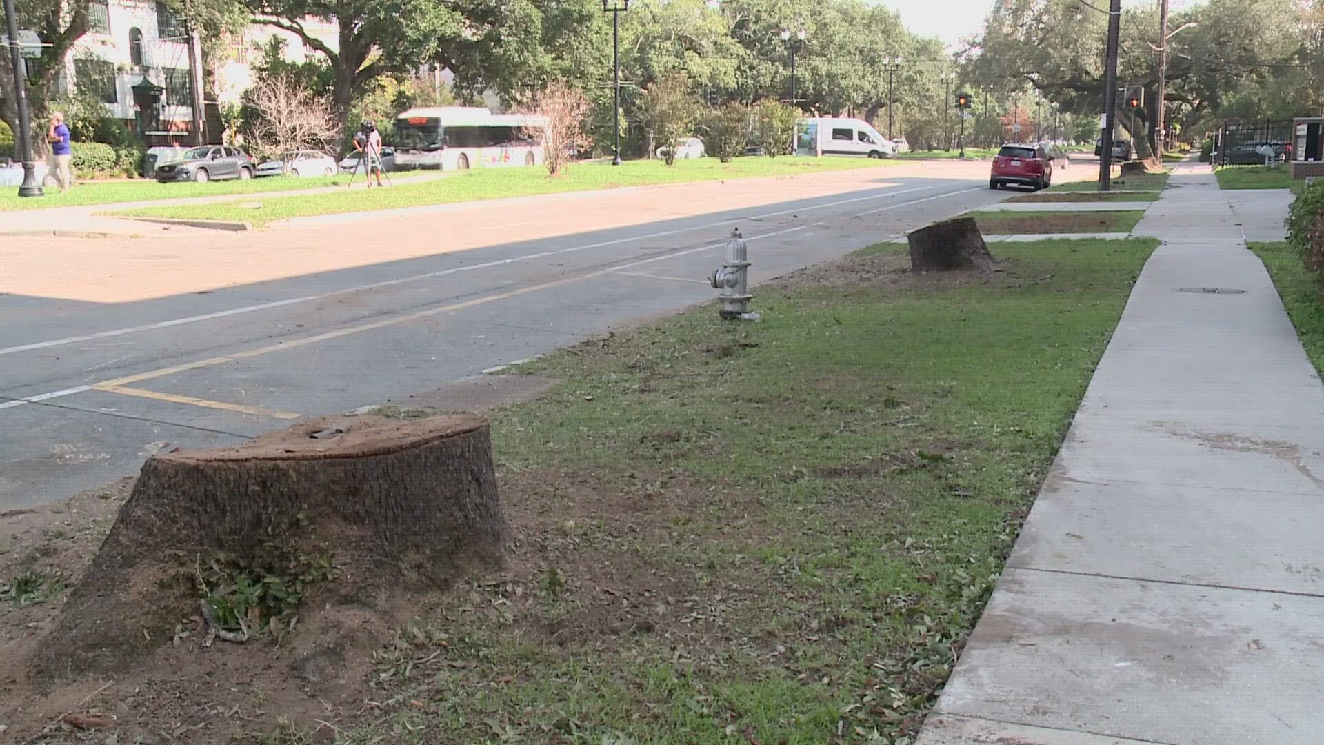 The city said the trees had to be removed because they were damaged nine years ago and had been in decline.