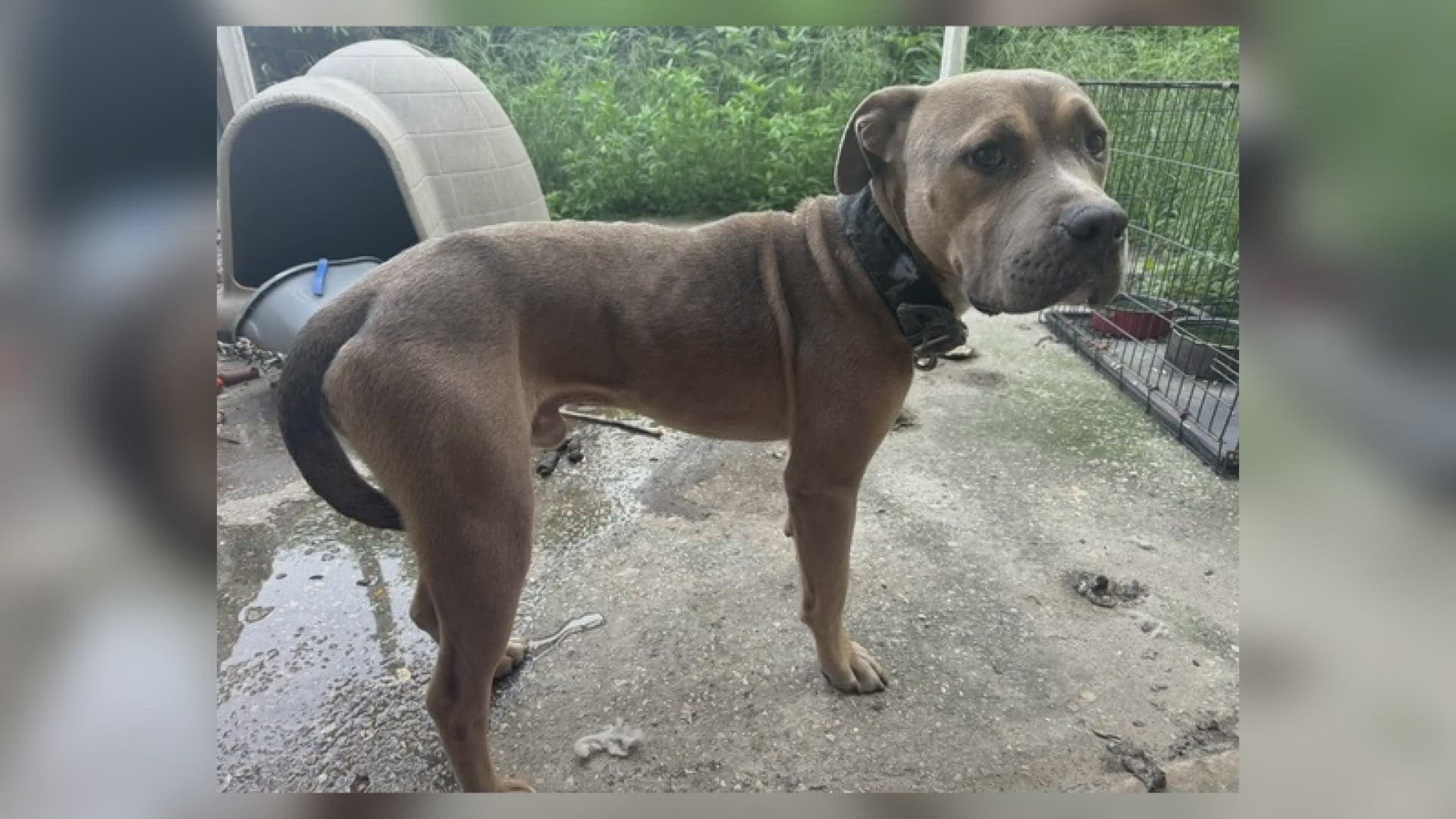 A man is facing charges of animal cruelty after New Orleans Police found the dog tied up in horrible conditions.