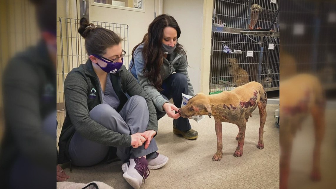 Badly burned New Orleans dog will make history as first to receive groundbreaking skin treatment - Vimarsana News