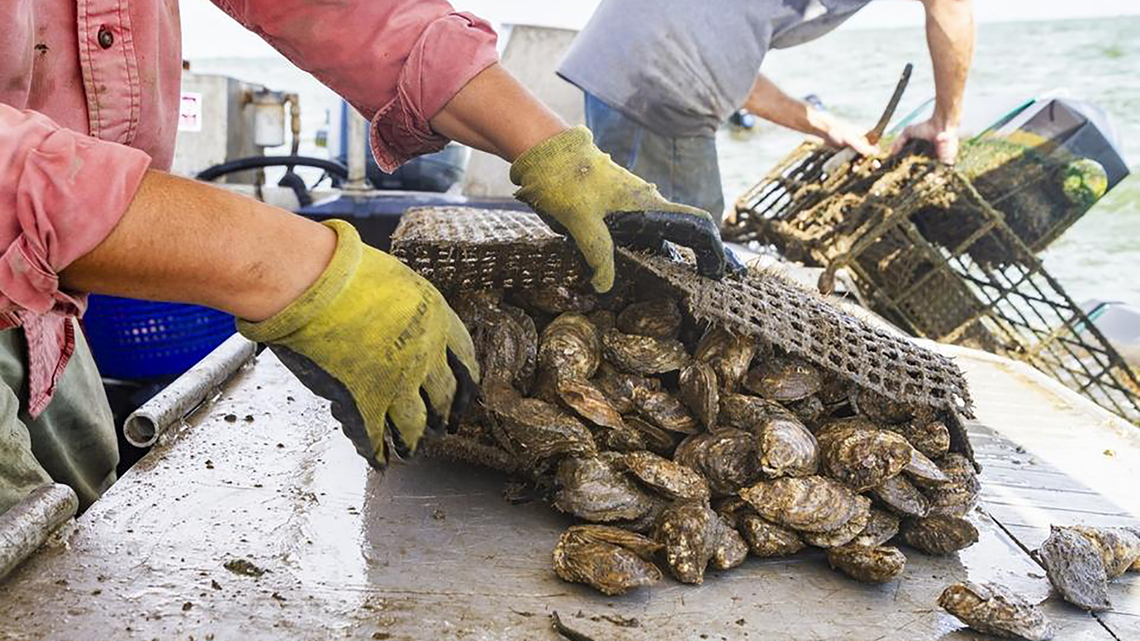 Can cagegrown oysters replace traditional farming in Louisiana