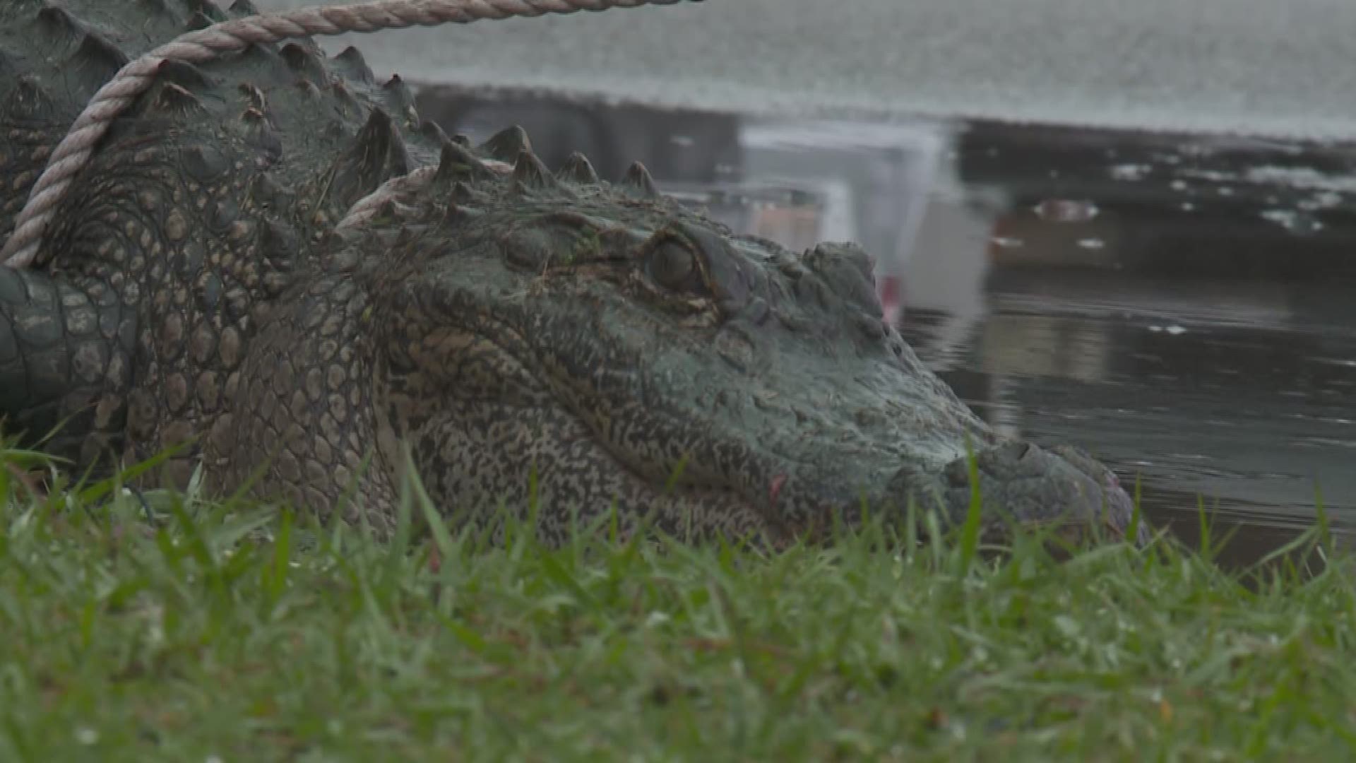 A gator that popped out of a drain in Bucktown, startled neighbors and put up quite a struggle before being subdued. 