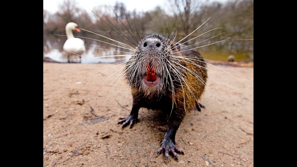 Report Nutria bounty rises to 6 per tail