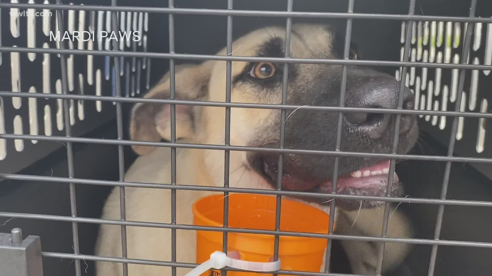100 at-risk animals flown from Louisiana to East Coast shelters for adoption
