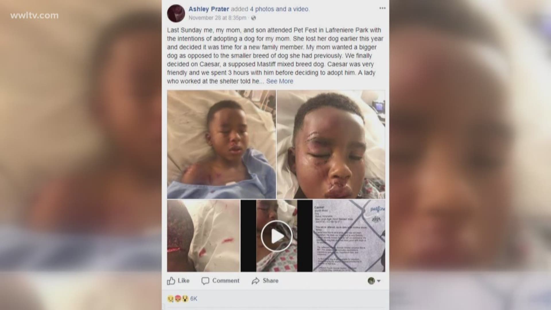 Mom says shelter dog attacked son hours after adoption