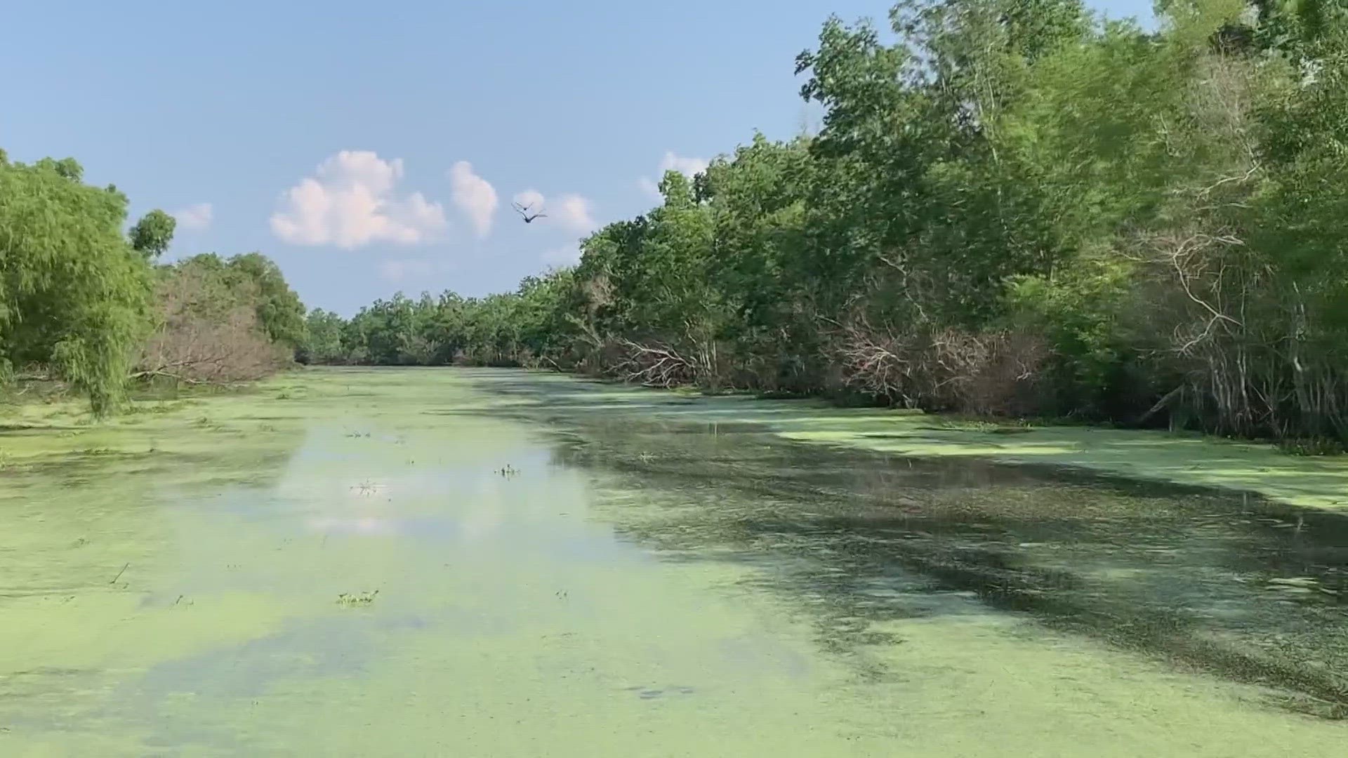 Bayou Sauvage is the largest wildlife refuge in the country.