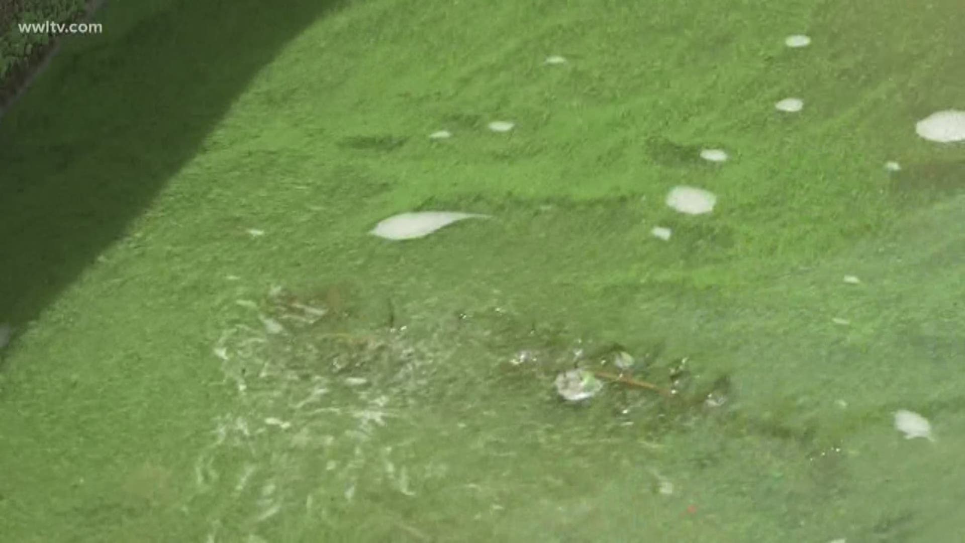 All of Mississippi's Gulf Coast beaches have been closed to swimmers due to an algae bloom connected to the opening of the Bonnet Carre Spillway.