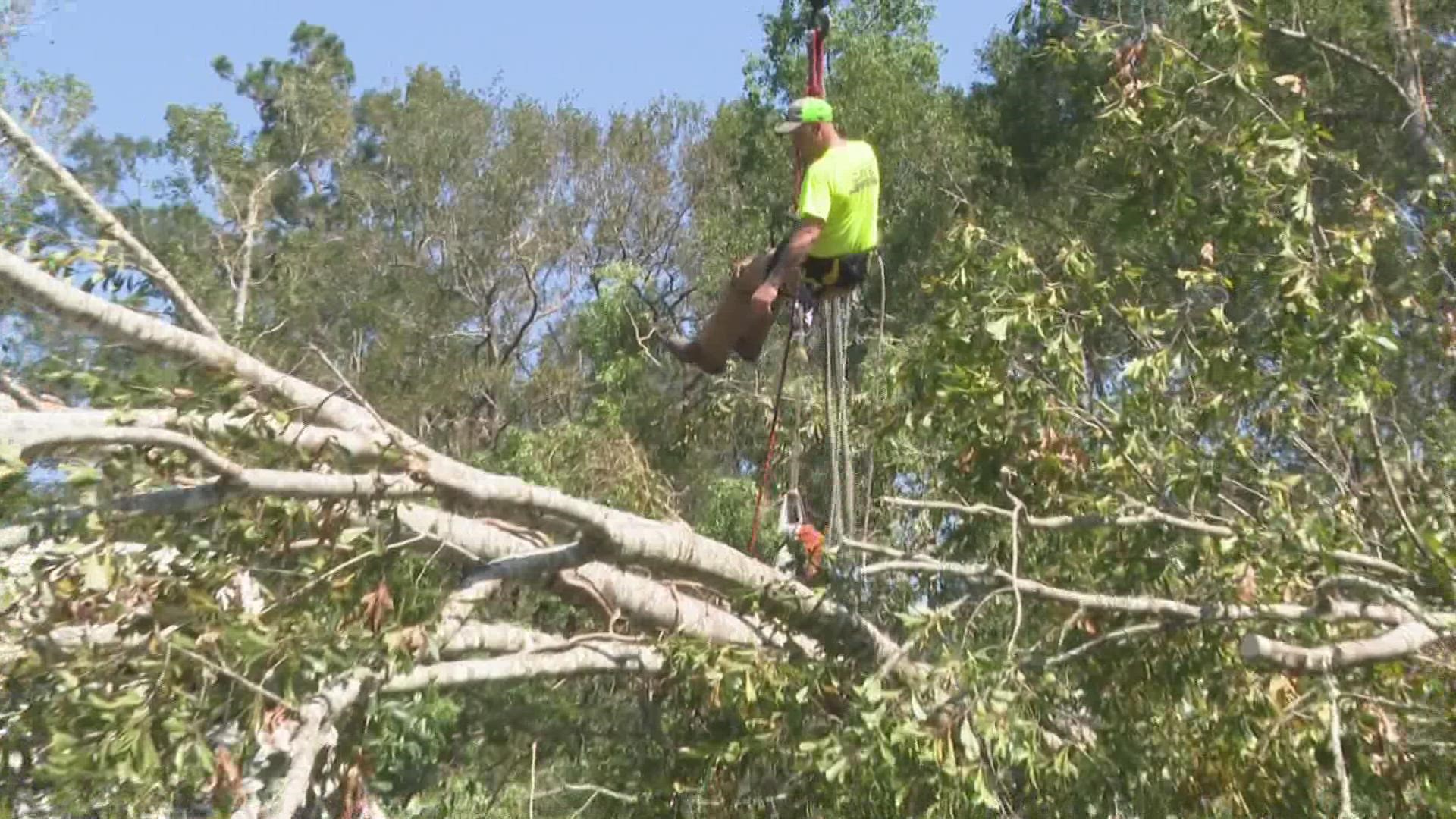 Minutes after Hall’s call for help aired, Ziegler’s Tree Removal service reached out.