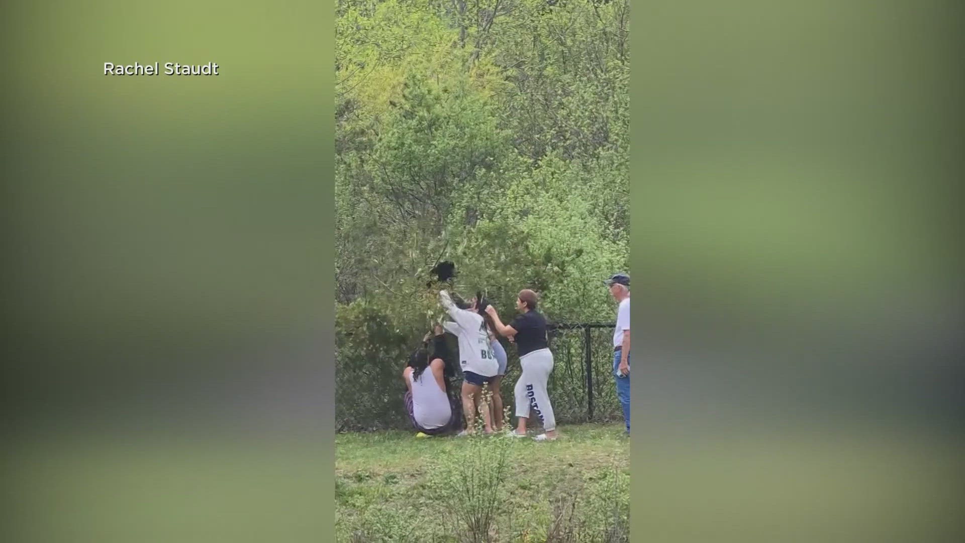 A viral video has sparked an investigation in North Carolina after a group of people were spotted pulling two bear cubs out of a tree.