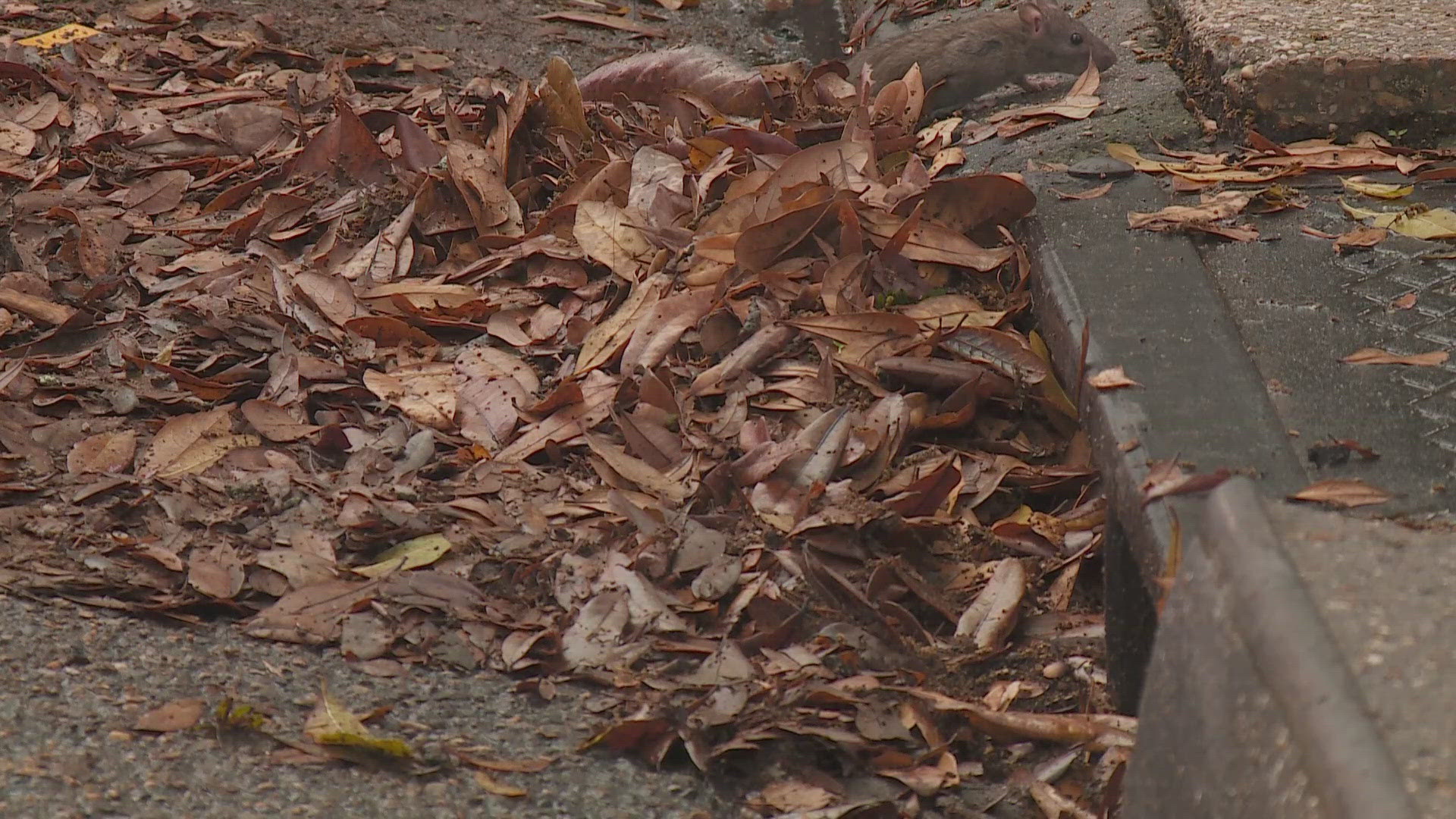 New Orleans Drainage Woes: Clogged Catch Basins, Backlogs & Frustrated ...