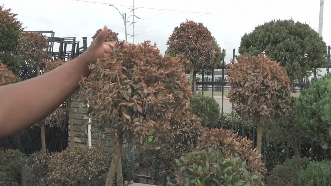 Bring your frozen plants back to life - Vimarsana News
