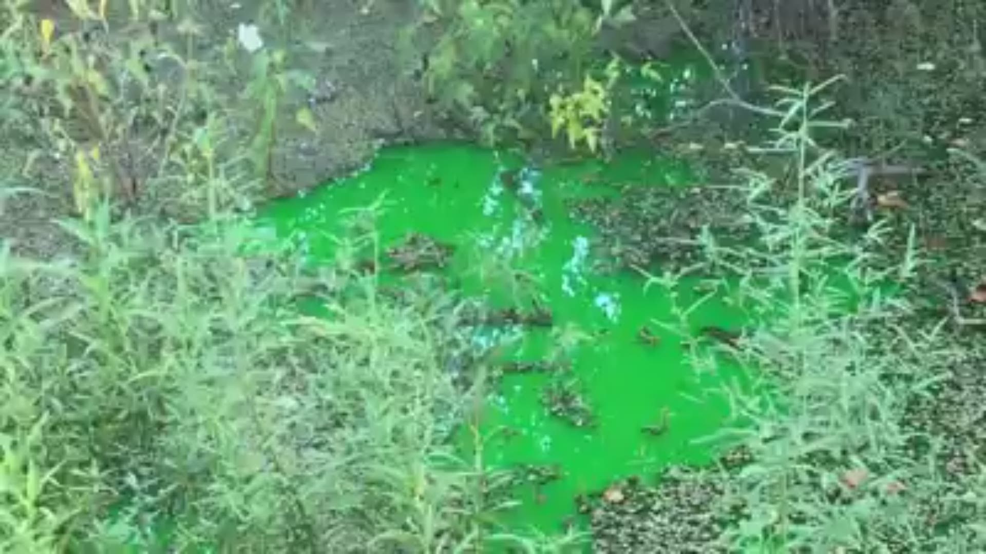 Some green dye can be seen on the Chalmette side of the Mississippi River.