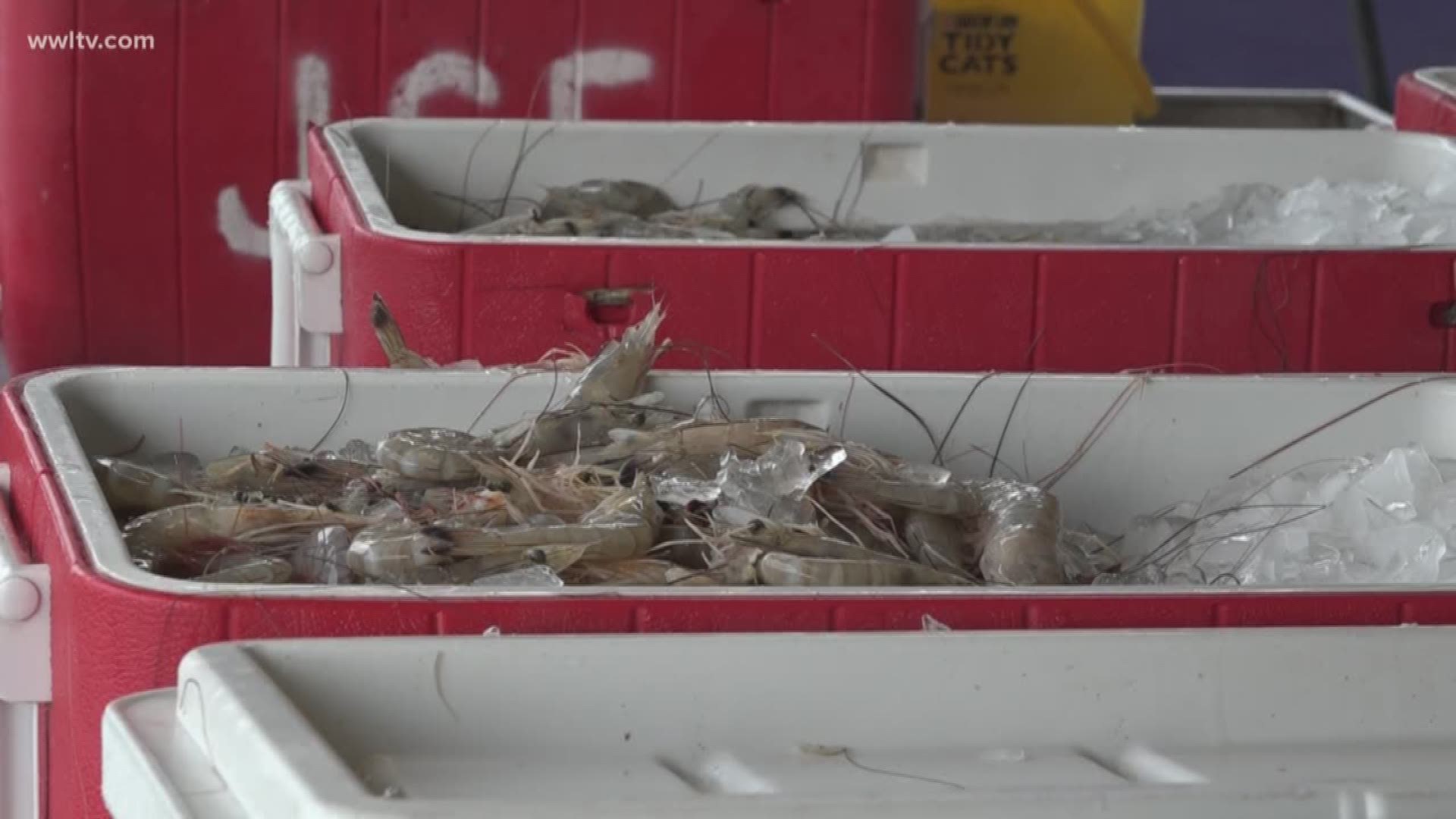 La. shrimpers are discussing a strike until something is done to level the playing field.