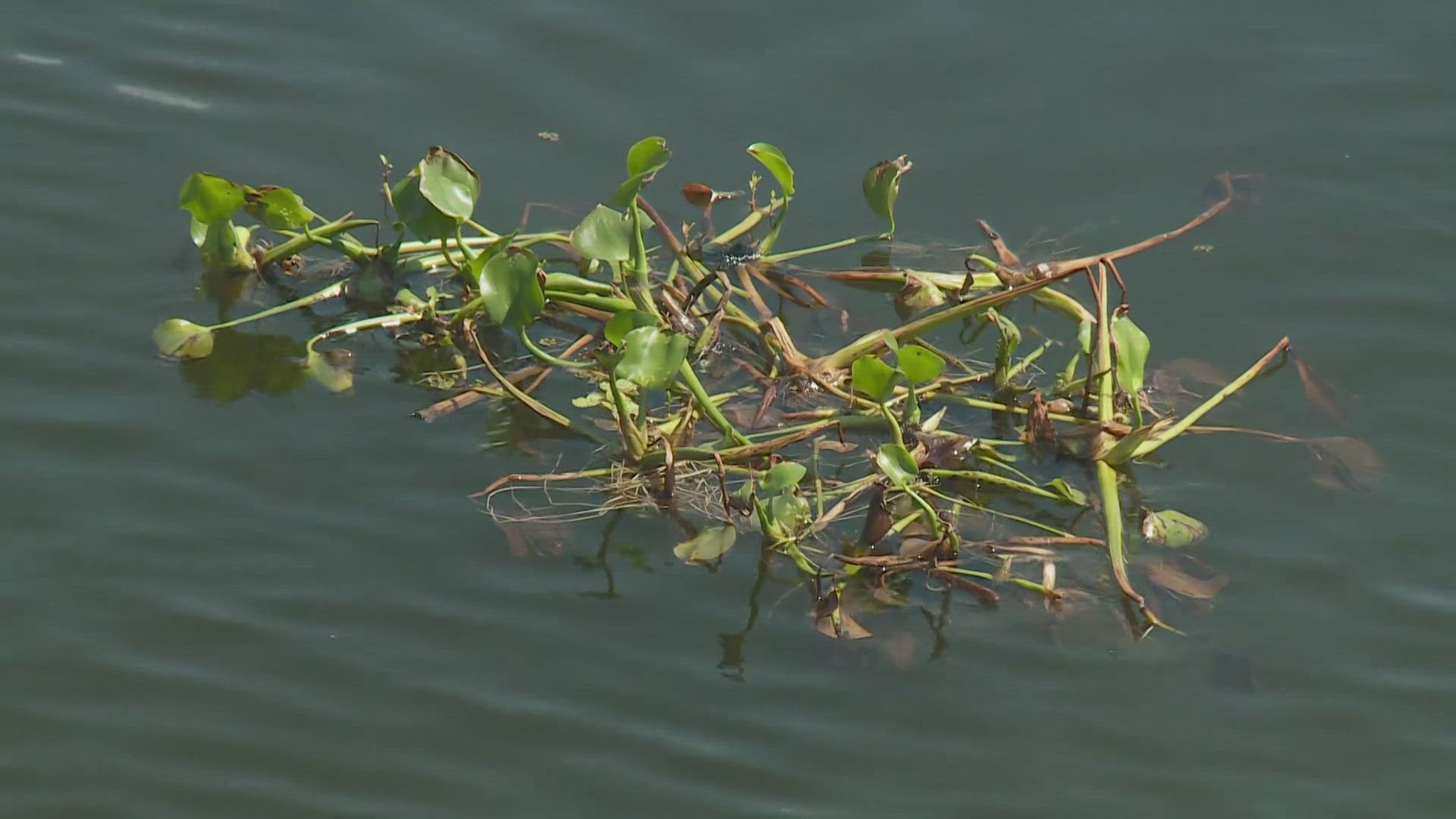 The invasive species from South America is more typically seen in freshwater bayous and canals that flow into the lake.