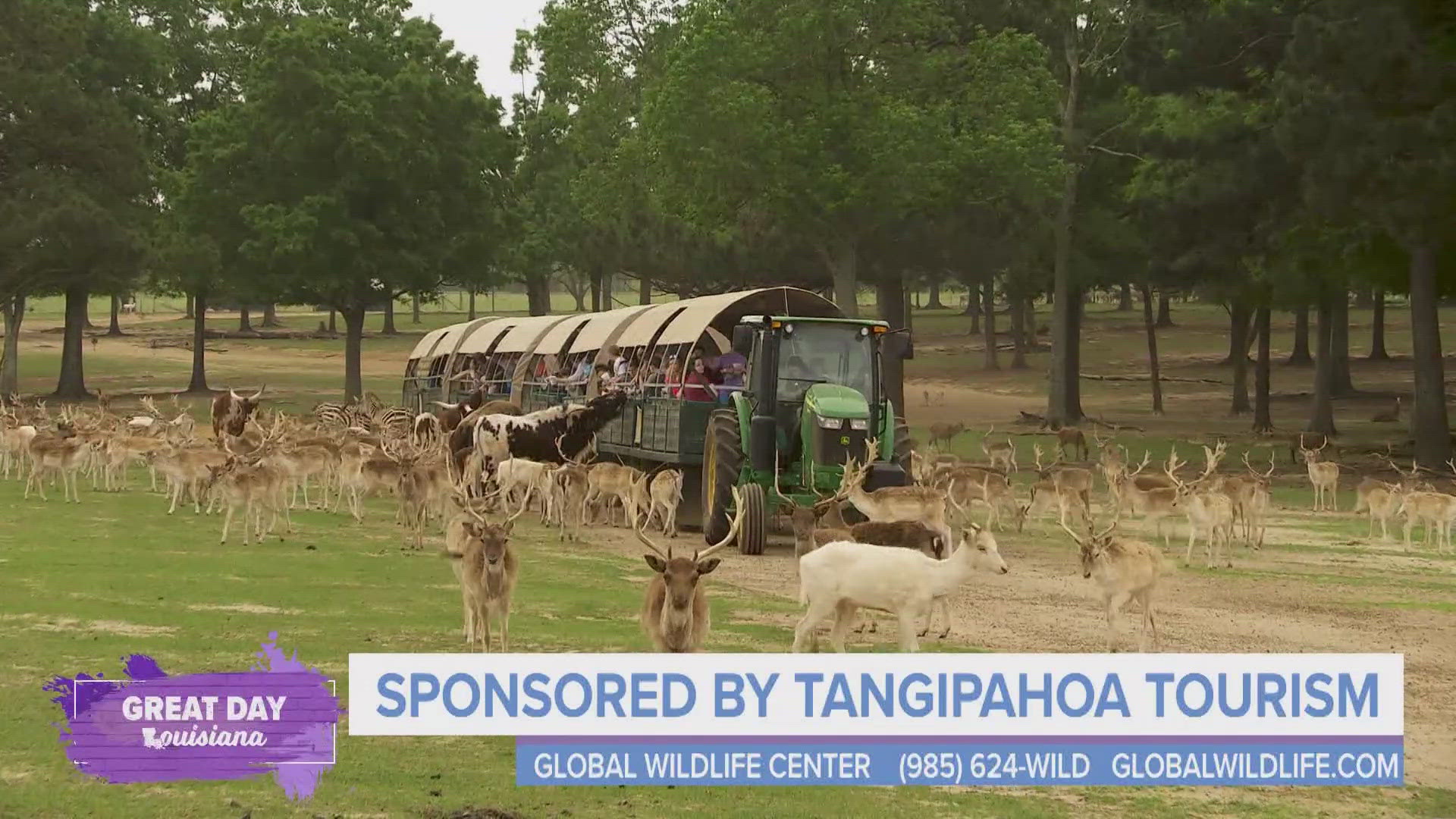 Get up close and feed a all sorts of animals while enjoying beautiful views on your own safari at Global Wildlife Center. 