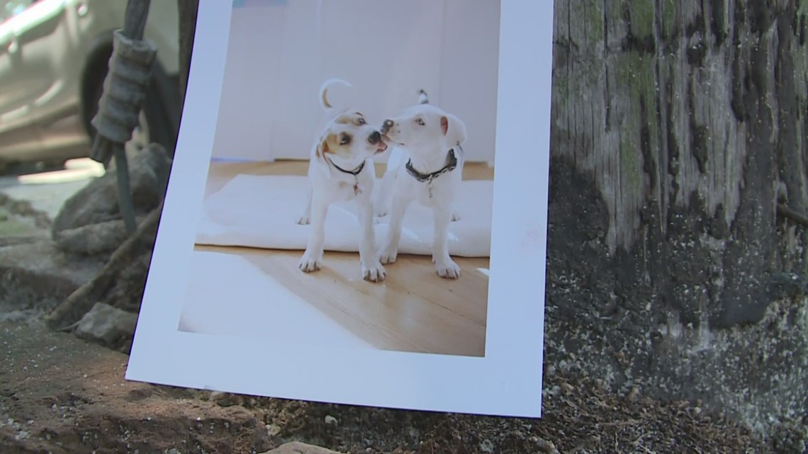 Police officer reassigned after shooting, killing puppy in New Orleans - Vimarsana News