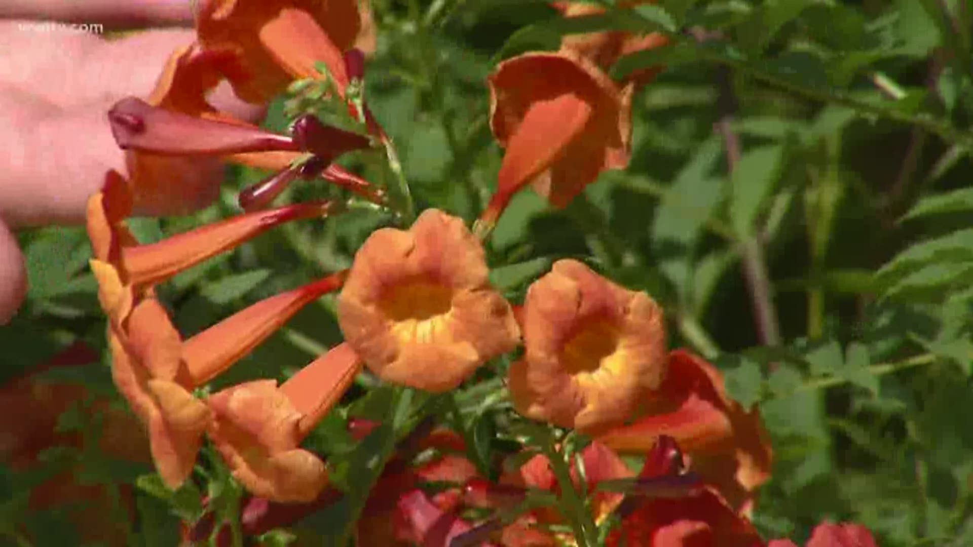 Dan Gill suggests some heat tolerant plants that will provide color throughout the summer.
